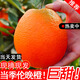 品聲正宗重慶奉節(jié)倫晚臍橙現(xiàn)摘現(xiàn)發(fā)水果整箱手剝橙子新鮮產(chǎn)地直發(fā) 10斤帶箱65-70mm