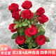 蘇藝緣帶花苞玫瑰花苗大花月季盆栽灌木月季花樹(shù)苗四季開(kāi)花濃香盆栽花卉 卡羅拉 中大苗帶花苞原盆土發(fā)貨