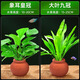 森悠水草魚缸造景擺件增氧陰性水培榕綠菊蜈蚣草凈水定植陶罐水草套餐 象耳皇冠+大葉九冠【大桃紅罐組合】