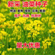 油菜花種子高產(chǎn)耐寒耐旱抗倒觀(guān)賞食用高產(chǎn)早熟高出油多油菜花種籽 油菜籽*20斤裝