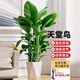 花財(cái)主天堂鳥盆栽辦公室大型綠植客廳盆栽家用吸甲醛凈化空氣綠植 5-6天堂鳥1.2-1.3m【梯形盆】