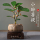 開(kāi)時(shí)果 小盼菩提盆栽（帶果發(fā)貨）中式禪意綠植物桌面盆景源頭直發(fā)包郵 蓮花古陶盆+托盤(pán)+木托（6-10顆大果） 小盼菩提（帶果發(fā)貨-含盆植）