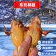 林蛙活體林蛙東北雪蛤長(cháng)白山大母豹子活蛙母蛙滿(mǎn)油籽蛤蟆鮮活 母蛙23-25只/斤（送半斤公蛙）