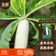 北蔬 蘿卜種子苗早熟大白蘿卜南北方秋季蔬菜種籽 馬耳早蘿卜種子40g