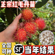 正宗紅毛丹樹苗當(dāng)年結(jié)果南方北方種植紅毛丹果樹苗盆栽地栽水果苗 兩年苗