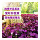 紅花酢漿草種球紫葉草多年生花苗三葉草種子庭院盆栽地栽四季開(kāi)花 紫葉酢漿草根球30個(gè)