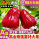 儲(chǔ)褚【順豐空運(yùn)】海南黑金剛蓮霧果 新鮮當(dāng)季熱帶水果 端午禮盒裝 中果3斤彩箱【單果75-100g】