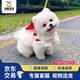 福貝純享博美幼犬茶杯犬純種球形博美犬活體小型【咨詢客服1V1視頻選寵】 寵物級 白色 公