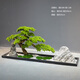 仿真迎客松假樹(shù)羅漢松新中式室內造景綠植景觀(guān)櫥窗樓梯下軟裝布置 套餐1
