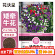 花沃里矮牽?；ǚN子1萬(wàn)粒 花卉種子四季花種家庭盆栽土陽(yáng)臺庭院種植草籽