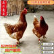山上糧食喂養海蘭褐高產(chǎn)蛋雞白來(lái)航蛋雞白羽活苗活體抗病毒抗寒 1.2-1.5左右海蘭褐  4只裝 母