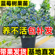 呆果丁藍莓樹(shù)果苗盆栽藍梅苗特大號帶果室內陽(yáng)臺地栽耐寒南北方四季結果 薄霧6年大苗【當年結果 帶土帶葉】送肥料
