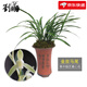 劉閣蘭花 蘭花四季蘭素心金絲馬尾現帶花苞出售蘭草室內綠植花卉盆栽 3苗連體裸根當年開(kāi)花