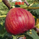 波姬紅無(wú)花果樹(shù)苗特大無(wú)花果苗南北方室內外庭院種植當年結果 3年無(wú)花果樹(shù)苗明年結果