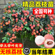 靈山冰荔仙進(jìn)奉糯米糍妃子笑無(wú)核荔枝樹(shù)苗水果樹(shù)南方種植桂味大苗 無(wú)核荔枝四年苗（帶土帶葉) 70cm(含)-79cm(含)