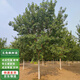 濱淇五角楓樹(shù)苗五角槭元寶楓庭院道路綠化苗木 粗5公分1棵源頭直發(fā)