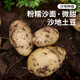密農(nóng)人家 農(nóng)家土豆 今年新土豆 馬鈴薯 新鮮蔬菜 粉糯沙面洋芋 500g