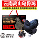 褚系嚴選【空運】云南烏雞正宗土雞蛋 新鮮雞肉 散養土雞老母雞滋補月子雞 約 1.5kg 【禮盒裝】