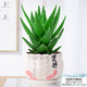 花行榜仙人掌花卉盆栽新房植物辦公桌面 大盆蘆薈+堅持瓷盆+肥 源頭直發(fā)