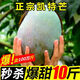 四川攀枝花凱特芒果甜心當(dāng)季新鮮大青皮芒果熱帶水果現(xiàn)摘生鮮整箱 甄選特大果王600g起 9斤精選果
