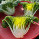 壽禾 黃心菜油菜種子玫瑰烏塌菜白菜菜籽菜子蔬菜秋冬季黑菜種籽 壽禾雪玲瓏黃心烏種子20g原裝