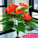 仿真紅掌假花室內(nèi)花草盆栽裝飾客廳擺件綠植塑料花盆景辦公室大盆 仿真花【單束18頭紅掌】