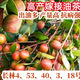 澤瑞宇江西長(cháng)林系列高產(chǎn)嫁接油茶樹(shù)苗實(shí)生油茶苗 杯苗50-70公分 10棵