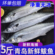 無冰正宗青島大鲅魚新鮮馬鮫魚鮮活冷凍大號燕尾鲅魚深海水魚海鮮 5-6條鲅魚（凈重五斤） 單獨套袋