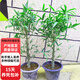 佛肚竹盆景竹苗 室內常青客廳盆栽綠植 羅漢竹庭院假山吸水石竹子D7 精品佛肚竹5年苗2棵 不含盆