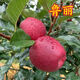 芃畔早熟新品種魯麗蘋(píng)果樹(shù)苗嫁接冰糖心蘋(píng)果苗大果很甜蘋(píng)果果樹(shù)苗 五年壯苗結果多小豐產(chǎn)