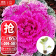 大禹羽衣甘藍種子大全盆栽苗帶土種苗菜苗秋冬季蔬菜苗食用雨衣甘蘭 粉羽衣甘藍苗蔬菜苗5棵+1棵 帶土