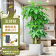 植男植女步步高發(fā)財樹大棵盆栽客廳落地室內(nèi)大型綠植物綠植招財樹源頭直發(fā)