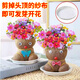 臨雅草頭娃娃開(kāi)花可愛(ài)長(zhǎng)草貓草綠植物小盆栽室內(nèi)桌面兒童創(chuàng)意迷你水培 開(kāi)花娃娃1盆帶托盤(pán)
