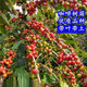 咖啡苗咖啡樹(shù)苗當年結果云南卡蒂姆咖啡樹(shù)苗咖啡盆栽四季種植 15 卡蒂姆 高15-20cm帶葉帶土/高產(chǎn)