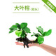 瘋狂水草（FKSC）真水草魚缸造景套餐凈化水質(zhì)懶人魚缸水草植物直接入缸蜈蚣草 大葉榕【雙頭沉木】