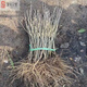 植樹(shù)節小樹(shù)苗木槿樹(shù)苗花卉綠植事業(yè)單位種植樹(shù)工程綠化苗學(xué)校栽樹(shù) 木槿兩年苗60厘米高一顆 60cm(含)-69cm(含)