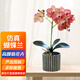百動(dòng)蝴蝶蘭仿真植物花卉盆栽辦公室桌面綠植塑料花條紋粉九頭加大32cm