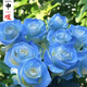 申堰【2顆】碎冰藍(lán)玫瑰玫瑰老樁花卉綠植盆栽陽臺(tái)花卉玫瑰花盆栽室內(nèi) 稀有天空藍(lán)/共【2顆】