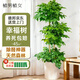 植男植女幸福樹(shù)造型綠寶盆栽真綠植客廳室內大型綠植辦公喬遷新居源頭直發(fā)