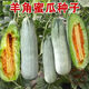 蘭妃脆甜羊角蜜種子四季甜瓜香瓜陽(yáng)臺庭院大田蔬菜種籽甜糯羊角脆種籽 羊角蜜種子1包約50粒 羊角蜜種子（今年新種產(chǎn)量高）