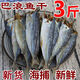 【開海新貨】巴浪魚干新鮮無頭魚干咸魚干海魚半干魚福建特產(chǎn)批發(fā) 1000g囎1斤（實(shí)發(fā)3斤）活動(dòng)中
