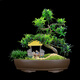 瀚林怡景（HANLINYIJING）小葉雀舌羅漢松盆景植物樹樁造型老樁室內(nèi)綠植客廳辦公室桌面盆栽 雀舌羅漢松S型-小橋流水