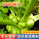 正宗四川涪陵榨菜種子大頭菜榨菜頭青菜頭芥菜夏秋季易種蔬菜種子 榨菜種子【10袋】約20000粒