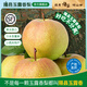 隰縣玉露香梨 【順豐現貨】整箱香梨當季水果山西隰縣小西天特產(chǎn) 孕婦水果送禮 9粒中果（凈重約4.5斤）75+mm