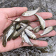 土鯪魚白鰱魚苗活體飼料活魚喂鱖魚喂金龍喂烏龜喂桂花鱸魚活餌魚 飼料魚隨機(jī)發(fā)2-4厘米200條送10%