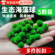 佐之尋海藻球綠藻球魚(yú)缸水族箱造景觀(guān)賞活體真水草生態(tài)球微景觀(guān)水藻球 五顆1歲(1.1～1.2cm)