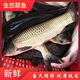 正宗漁民現捕生態(tài)草魚(yú)淡水魚(yú)鮮活現殺草混子新鮮大草青魚(yú)整條大魚(yú) 3斤/1條 去鱗去腮去內臟（損耗15%）