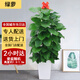 綠韻花田【兩小時達(dá)】發(fā)財樹金錢樹散尾葵天堂鳥大型室內(nèi)開業(yè)送禮好養(yǎng)綠植 大綠蘿