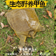 外塘公雄甲魚活體鮮活食用活物小甲魚苗用團(tuán)魚中華鱉母甲魚 促銷1-1.5斤熱賣