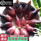 半畝莊園2025新鮮陽荷姜洋荷姜陽和姜陽藿蔬菜當季現(xiàn)摘現(xiàn)發(fā)洋河【順豐】 5斤